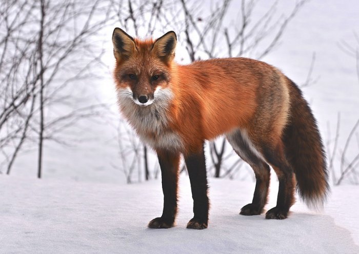 Fox Nature Animals Roux Fauna Wild Animal